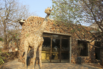 Okutala Lodge: Giraffe vor dem Eingang