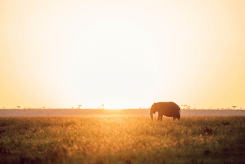 Olare Mara Kempinski: Elefant seitlich