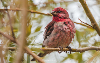 Rumbak Lodge: Karmingimpel