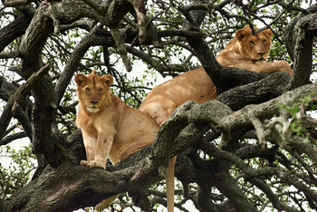 Sanctuary Kichakani Serengeti Camp Sanctuary Kichakani Serengeti Camp: Zwei Löwen