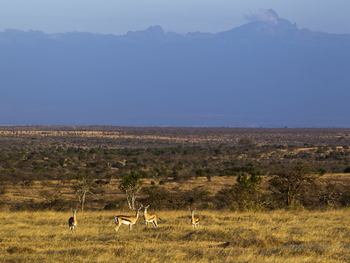Segera Retreat: Thomsongazellen vor dem Mount Kenya