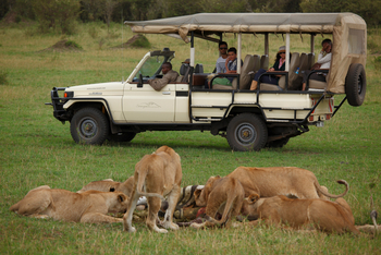 Serengeti Bushtops: Löwenrudel
