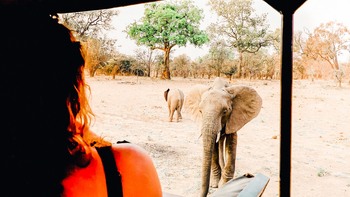 Shawa Luangwa Camp: Elefant beim Game Drive