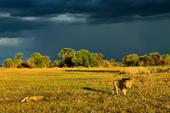 Shumba Camp Shumba Camp: Löwen vor Gewitterwolken