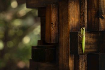 Singita Lebombo Lodge: Grüne Gottesanbeterin auf rustikalem Holz