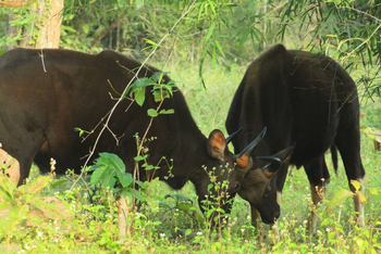 Svasara Jungle Lodge: Indian Bison aka Gaur