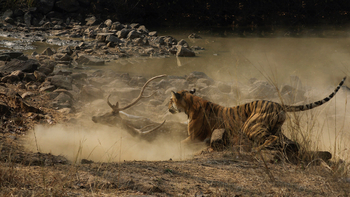 Svasara Jungle Lodge: Tigerin Maya bei der Jagd