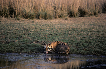 Tiger in Ranthambore National Park