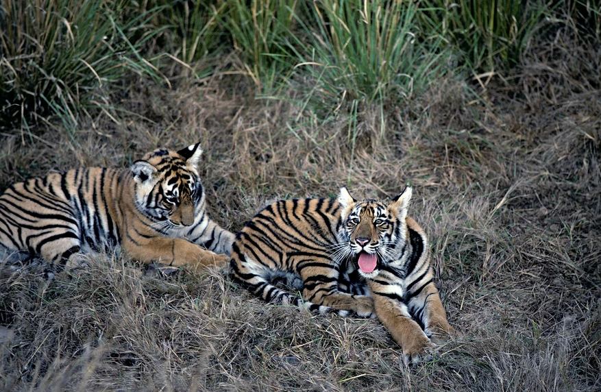 Tiger in Ranthambore National Park