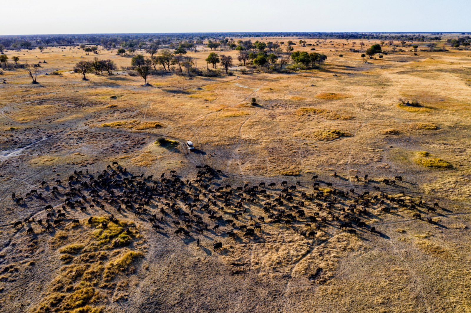 Tuludi Camp Tuludi Camp: Büffelherde