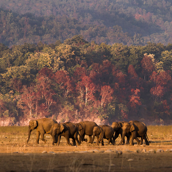 Vanghat: Elefanten im Grasland