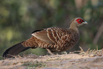Vanghat: Kalij Pheasant