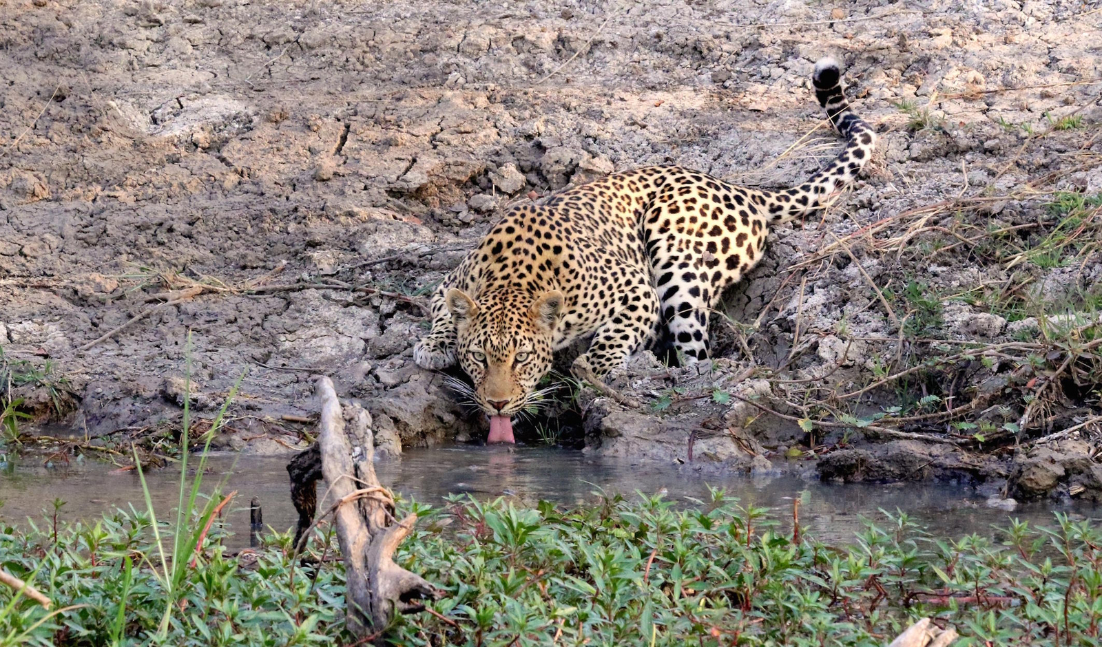Mukambi Busanga Plains Camp Mukambi Busanga Plains Camp