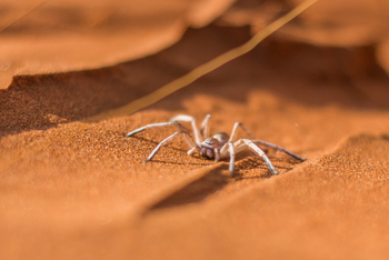 andBeyond Sossusvlei Desert Lodge: Spezialisierte Spinne