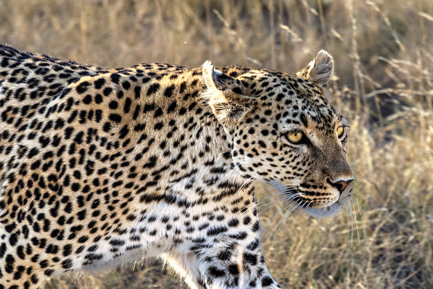 Mushara Game Drive