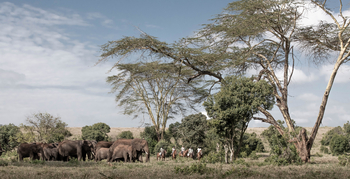Borana Lodge Borana Lodge: Gruppe an Reitern neben Elefantenherde