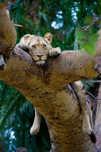 Busanga Bush Camp: Löwin im Baum