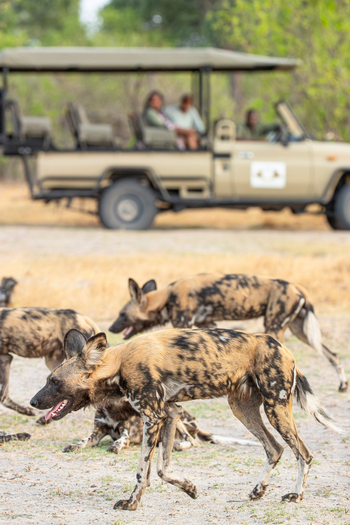 Camp Khwai: Wildhunde