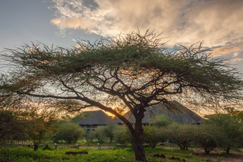 Chobe Bush Lodge Chobe Bush Lodge: Buschiges Gelände