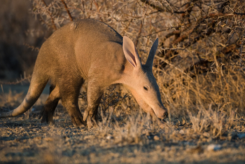 Etosha Heights Game Reserve: Tiere und Landschaft - Erdferkel