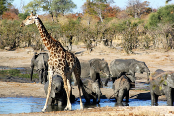 Ghoha Hills Savuti Lodge Ghoha Hills Savuti Lodge: Elefanten und Giraffe am Wasserloch