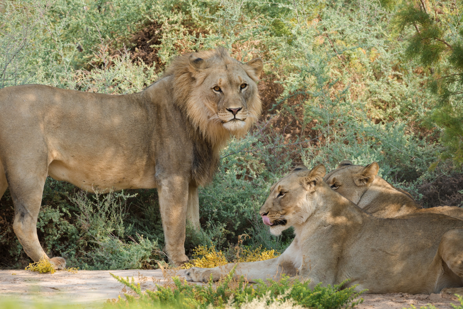 Hoanib Valley Camp Hoanib Valley Camp: Wachsende Mähne