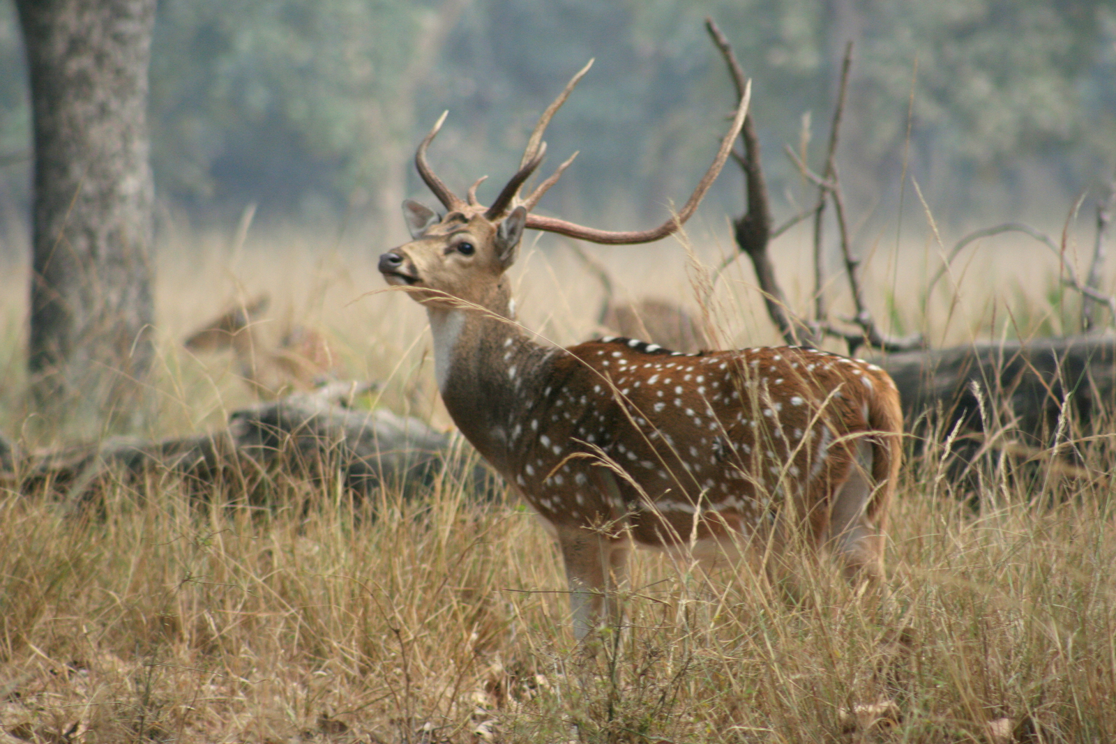 Samode Safari Lodge Samode Safari Lodge