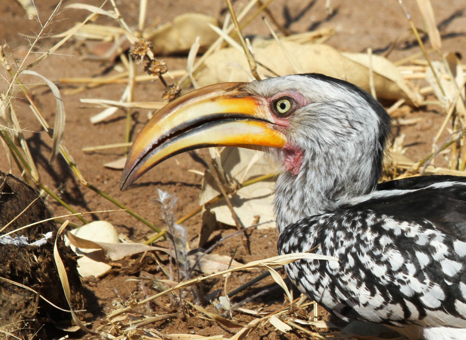 Jozibanini Camp Jozibanini Camp: Yellow-billed Hornbill