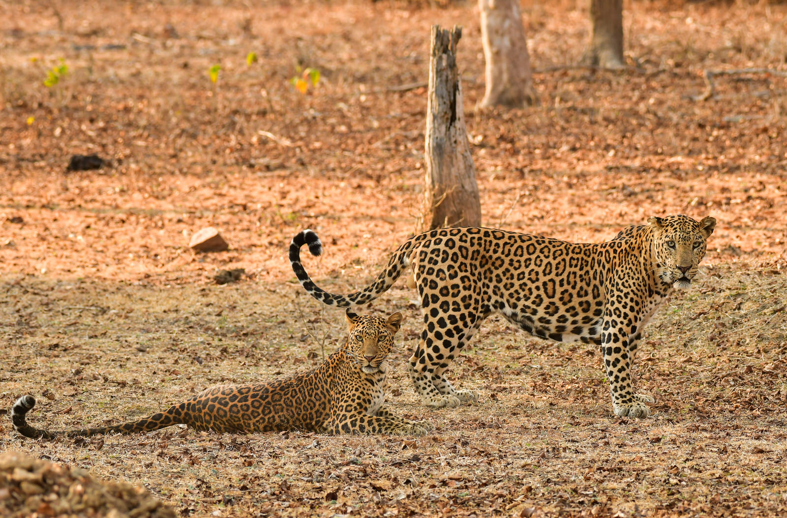 Kaav Safari Lodge Kaav Safari Lodge: Leopardenpärchen