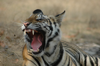 Kanha Jungle Lodge: Gähnender Tiger