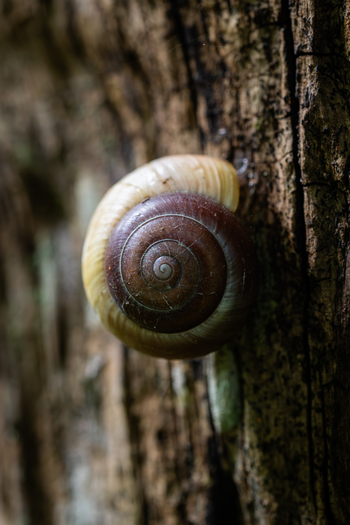 Koroi Forest Camp: Bänderschnecke