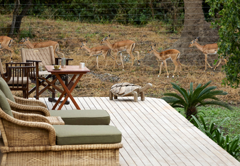 Laba Mama Simba: Terasse mit Blick auf Antilopen