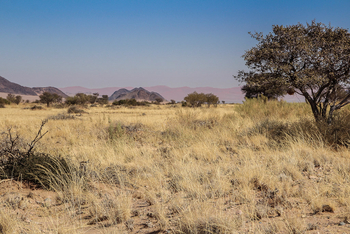 Namib Outpost: Grasland vor Dünen