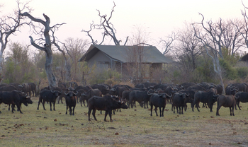 Nogatsaa Pans Chobe Lodge: Büffelherde