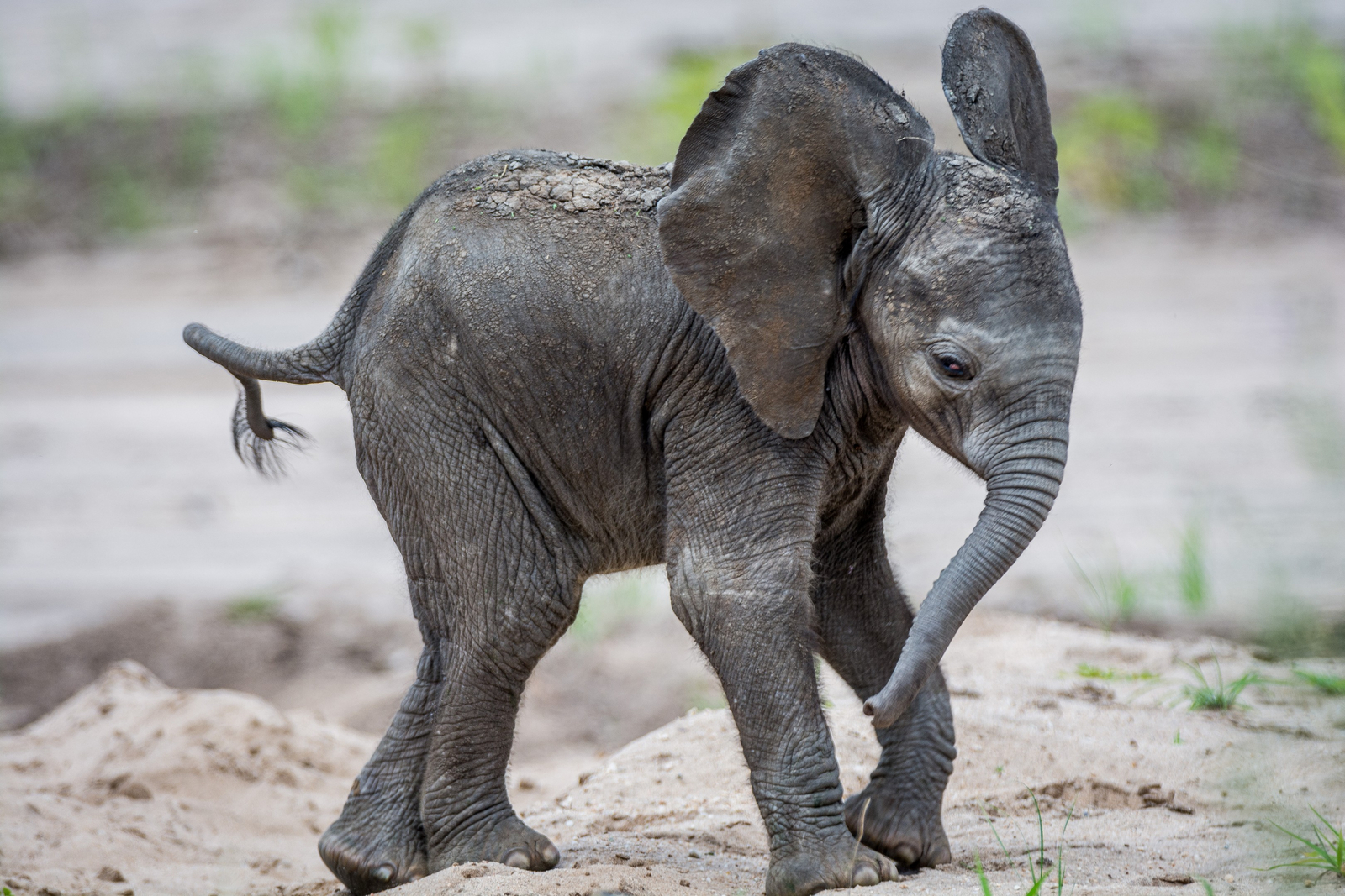 Olkeri Camp Olkeri Camp: Baby Elephant