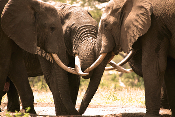 Richard's River Camp: Elefantenbullen