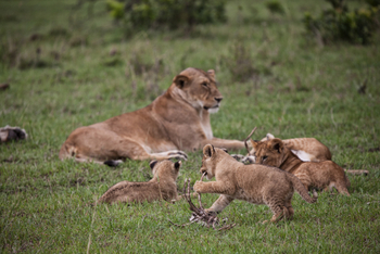 Saruni Eagle View Saruni Eagle View: Spielende Löwen