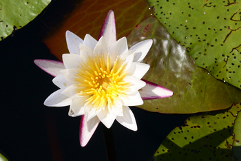 Setari Camp: Seerose