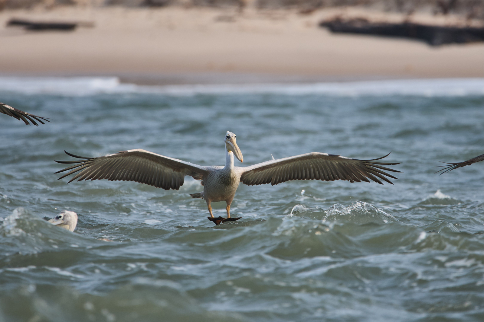 Sette Cama Eco Camp Sette Cama Eco Camp: Pelikan