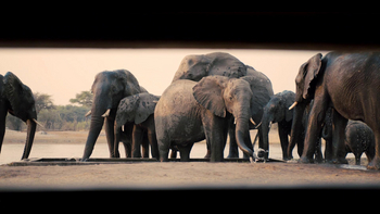 The Hide: Underground Hide