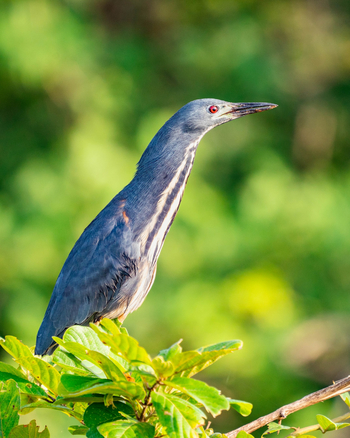Time + Tide South Luangwa Time + Tide South Luangwa: Dwarf Bittern
