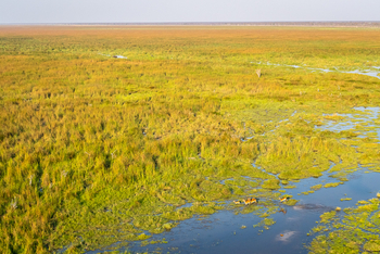 Wilderness Mokete Camp: Marschland