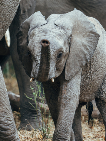 Anabezi Luxury Tented Camp: Junger Elefant