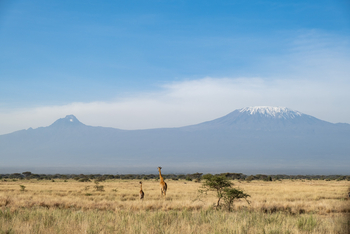 Angama Amboseli: Amboseli National Park mit Giraffen