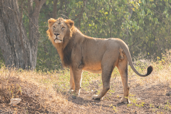 Asiatic Lion Lodge Asiatic Lion Lodge: König der Tiere