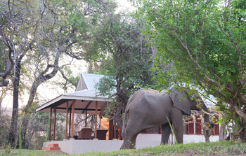 Baines River Camp: Eelfant auf dem Gelände