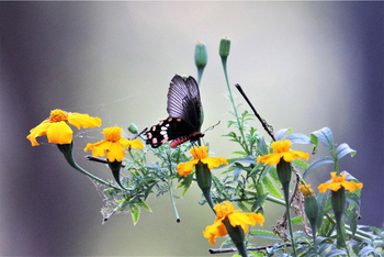 Bamboo Forest Safari Lodge: Crimson Rose
