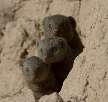 Camp Hwange: Zwergmangusten