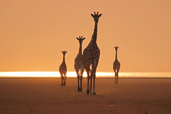 Chem Chem Lodge: Giraffen im Sonnenuntergang
