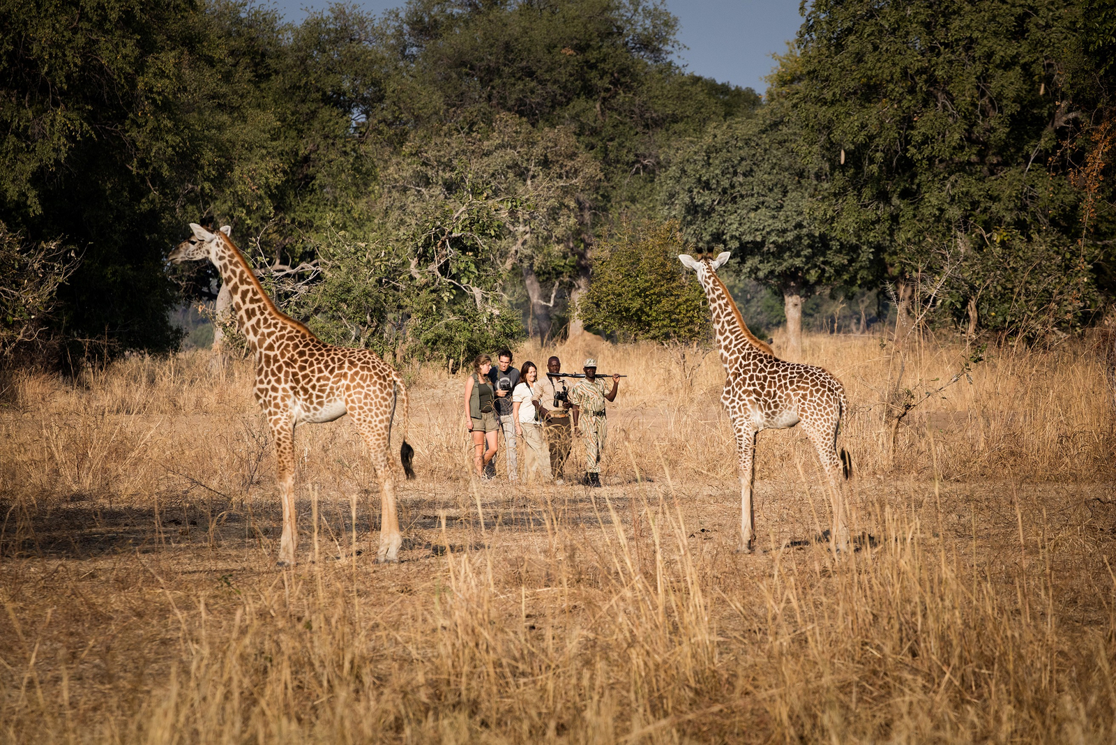 Chikoko Trails Chikoko Trails: Giraffenkälber